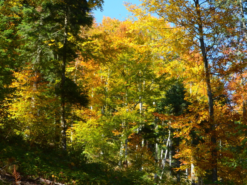 Podzimní tůra z Dalova přes Modrou studánku do Šternberka